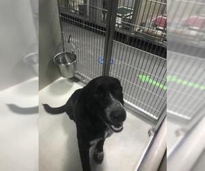 Borador Dogs for adoption in Bakersfield, CA, USA