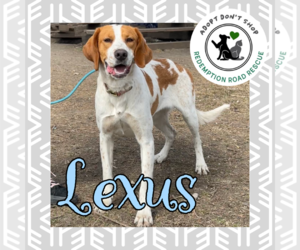 Pointer-Unknown Mix Dogs for adoption in Crystal, MN, USA
