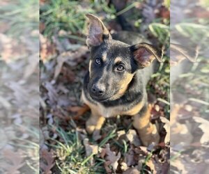 German Shepherd Dog Dogs for adoption in Mooresville, NC, USA