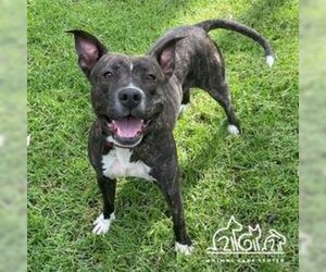 American Pit Bull Terrier Dogs for adoption in Irvine, CA, USA