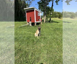 Mutt Dogs for adoption in Imlay City, MI, USA