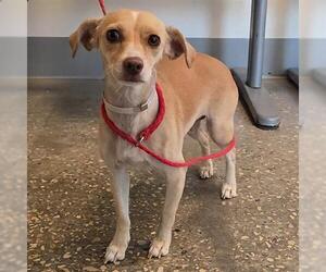 Chihuahua Dogs for adoption in Houston, TX, USA