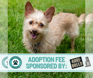 Malchi Dogs for adoption in Princeton, MN, USA