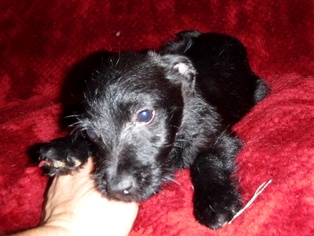 Medium Photo #1 Mutt Puppy For Sale in Peralta, NM, USA