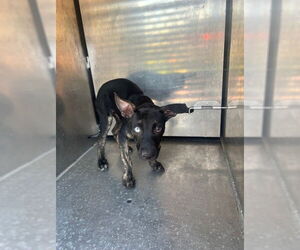 German Shepherd Dog-Unknown Mix Dogs for adoption in Pasadena, TX, USA