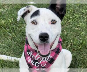 Australian Cattle Dog-Unknown Mix Dogs for adoption in Pueblo, CO, USA