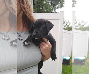 Labrador Retriever-Unknown Mix Dogs for adoption in MIDWAY, UT, USA