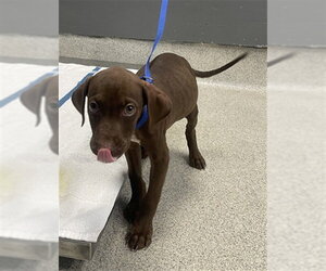 Labrador Retriever-Unknown Mix Dogs for adoption in Tallahassee, FL, USA