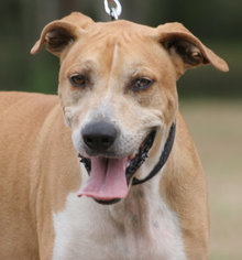 Catahoula Leopard Dog Dogs for adoption in North Fort Myers, FL, USA