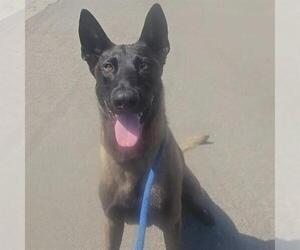 Mutt Dogs for adoption in Camarillo, CA, USA