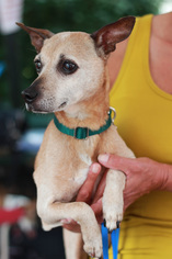 Chiweenie Dogs for adoption in Blackwood, NJ, USA