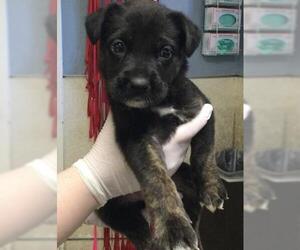 Australian Shepherd-German Shepherd Dog Mix Dogs for adoption in Riverside, CA, USA