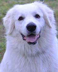 Great Pyrenees Dogs for adoption in Germanton, TN, USA