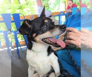 Jack-Rat Terrier Dogs for adoption in Ellijay, GA, USA