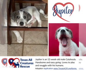 Catahoula Leopard Dog Dogs for adoption in Lillian, TX, USA