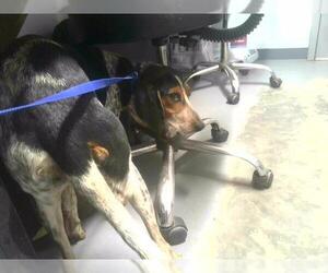 Bluetick Coonhound-Unknown Mix Dogs for adoption in Tallahassee, FL, USA