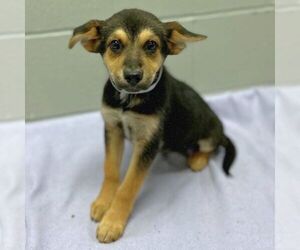 Mutt Dogs for adoption in Conroe, TX, USA