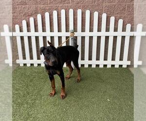 Doberman Pinscher Dogs for adoption in Modesto, CA, USA