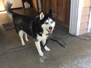 Alaskan Malamute-Unknown Mix Dogs for adoption in Bell Gardens, CA, USA