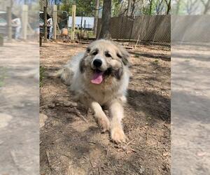 Great Pyrenees-Unknown Mix Dogs for adoption in Blairsville, GA, USA