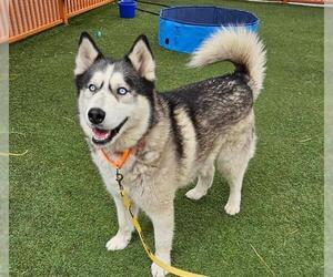 Siberian Husky-Unknown Mix Dogs for adoption in Las Vegas, NV, USA