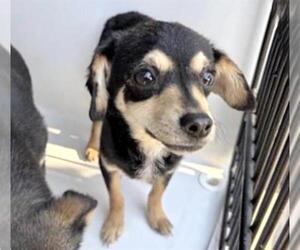 Chihuahua-Unknown Mix Dogs for adoption in Houston, TX, USA