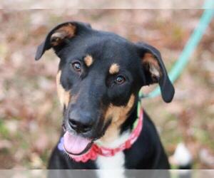 Australian Shepherd-German Shepherd Dog Mix Dogs for adoption in Cookeville, TN, USA