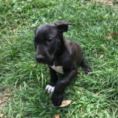 Great Dane Dogs for adoption in Cumming, GA, USA