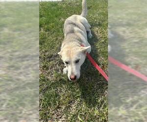 German Shepherd Dog-Siberian Husky Mix Dogs for adoption in Houston, TX, USA