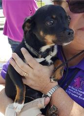 Miniature Pinscher Dogs for adoption in Wheaton, IL, USA