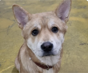 Mutt Dogs for adoption in San Ramon, CA, USA