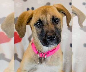 Beagle-Unknown Mix Dogs for adoption in Kennesaw, GA, USA