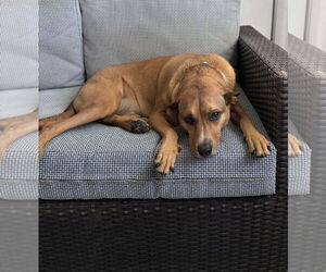 Labbe Dogs for adoption in Royal Palm Beach, FL, USA