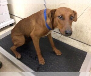 Vizsla Dogs for adoption in Riverside, CA, USA