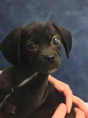 Chiweenie Dogs for adoption in Whitestone, NY, USA
