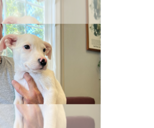 English Setter-Labrador Retriever Mix Dogs for adoption in Osgood, IN, USA