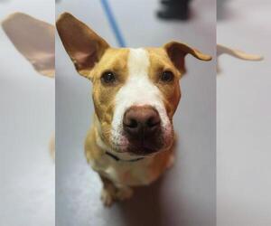American Pit Bull Terrier Dogs for adoption in Louisville, KY, USA