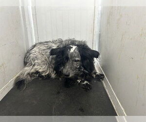 Australian Shepherd Dogs for adoption in Sacramento, CA, USA