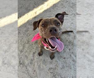 Mutt Dogs for adoption in Riverside, CA, USA