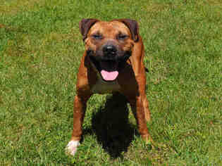 Small Black Mouth Cur