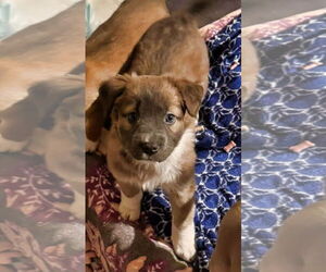 American Staffordshire Terrier-Unknown Mix Dogs for adoption in Minneapolis, MN, USA