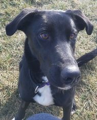 Mutt Dogs for adoption in Carroll, IA, USA