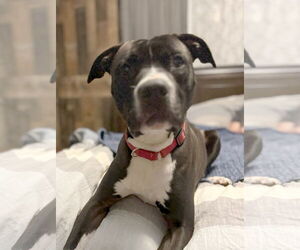 American Pit Bull Terrier-Unknown Mix Dogs for adoption in Rustburg, VA, USA