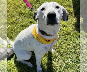 Mutt Dogs for adoption in Brooklyn Center, MN, USA