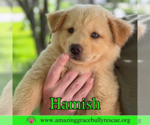 Chow Chow-Labrador Retriever Mix Dogs for adoption in Pensacola, FL, USA
