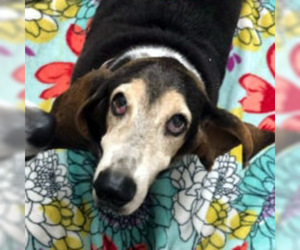 Basset Hound Dogs for adoption in Cologne, NJ, USA