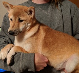 Shiba Inu Dogs for adoption in Cumming, GA, USA