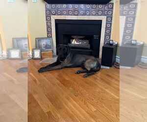 Mutt Dogs for adoption in San Diego, CA, USA