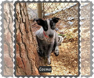 Mutt Dogs for adoption in Granbury, TX, USA