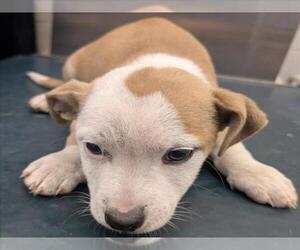 Beagle-Unknown Mix Dogs for adoption in Mobile, AL, USA